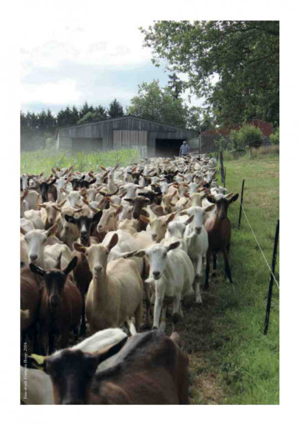 Photo " Les chèvres allant au pré "
