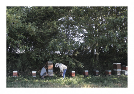 Photo " Au pied des ruches "