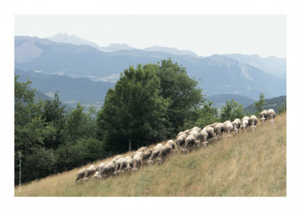 Photo " Les moutons sur l'alpage "